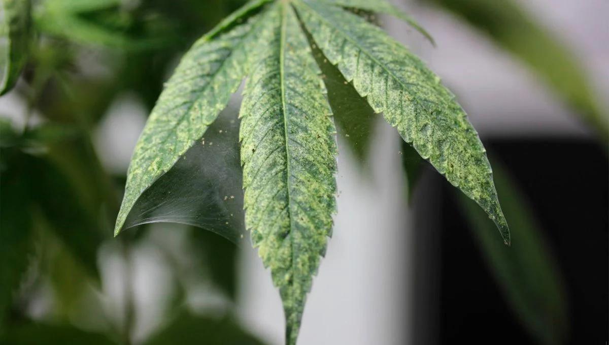Analysis (Leaf) - Genus: HEMP / Cannabis S.  | Segment Issues Early